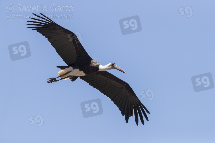 Woolly-necked Stork